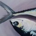 Mackerel2