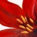 red lily